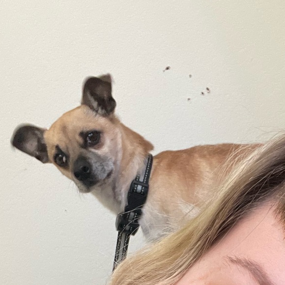 🥰New💋family🐶member😍 - Picture 7 of 9